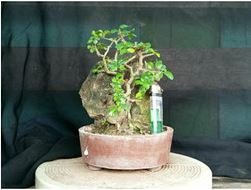 Hot Pure Natural Herba Houttuyniae Chinese Herbal Bonsai 100 PCS Seeds
