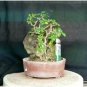 Hot Pure Natural Herba Houttuyniae Chinese Herbal Bonsai 100 PCS Seeds