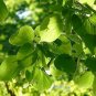 Hot Pure Natural Herba Houttuyniae Chinese Herbal Bonsai 100 PCS Seeds