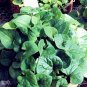 Hot Pure Natural Herba Houttuyniae Chinese Herbal Bonsai 100 PCS Seeds