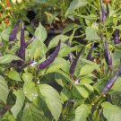 Hot Purple Chilli Pepper Cayenne 20 PCS Seeds