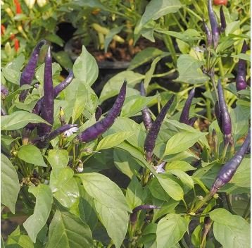 Hot Purple Chilli Pepper Cayenne 20 PCS Seeds