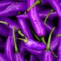 Hot Purple Chilli Pepper Cayenne 20 PCS Seeds