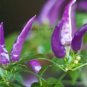 Hot Purple Chilli Pepper Cayenne 20 PCS Seeds