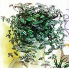 Hot Sacred Japanese Zebrina pendula Schnizl Bonsai 100 PCS Seeds