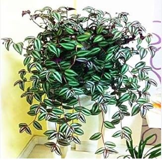Hot Sacred Japanese Zebrina pendula Schnizl Bonsai 100 PCS Seeds