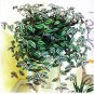 Hot Sacred Japanese Zebrina pendula Schnizl Bonsai 100 PCS Seeds