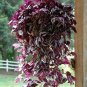 Hot Sacred Japanese Zebrina pendula Schnizl Bonsai 100 PCS Seeds