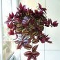 Hot Sacred Japanese Zebrina pendula Schnizl Bonsai 100 PCS Seeds