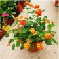 Hot Sale Orange Lantana Camara Perennial 20 PCS Seeds