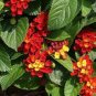 Hot Sale Orange Lantana Camara Perennial 20 PCS Seeds