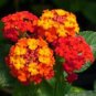 Hot Sale Orange Lantana Camara Perennial 20 PCS Seeds