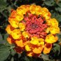 Hot Sale Orange Lantana Camara Perennial 20 PCS Seeds
