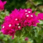Hot Sale Pink Climbing Bougainvillea Spectabilis Willd Bonsai Plant Flower 100 PCS Seeds