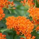 Hot Sale Sementes Flower Attractive Butterfly Milkweed Asclepias 20 PCS Seeds