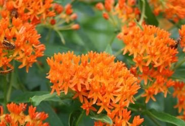 Hot Sale Sementes Flower Attractive Butterfly Milkweed Asclepias 20 PCS Seeds