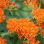 Hot Sale Sementes Flower Attractive Butterfly Milkweed Asclepias 20 PCS Seeds