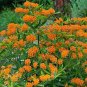 Hot Sale Sementes Flower Attractive Butterfly Milkweed Asclepias 20 PCS Seeds