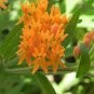 Hot Sale Sementes Flower Attractive Butterfly Milkweed Asclepias 20 PCS Seeds