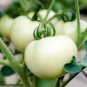 Hot Sale White Tomato Seeds for Home Garden Bonsai Fruits 100 PCS Seeds