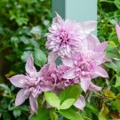Hot Selling Gimax Clematis Flower Seeds Perennial Plant Garden 100 PCS Seeds Hot Selling Gimax Clematis Flower Seeds Perennial Plant Garden 100 PCS Seeds