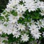 Hot Selling Gimax Clematis Flower Seeds Perennial Plant Garden 100 PCS Seeds