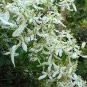 Hot Selling Gimax Clematis Flower Seeds Perennial Plant Garden 100 PCS Seeds