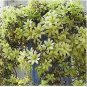 Hot Selling Gimax Clematis Flower Seeds Perennial Plant Garden 100 PCS Seeds