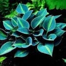 Hot Selling Gimax Hosta Flower Garden Perennials  150 PCS Seeds