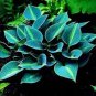 Hot Selling Gimax Hosta Flower Garden Perennials  150 PCS Seeds