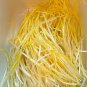Hotbed Chives Chinese Yellow Chives NON-GMO Great Vegetables 50 PCS Seeds