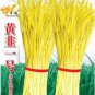 Hotbed Chives Chinese Yellow Chives NON-GMO Great Vegetables 50 PCS Seeds