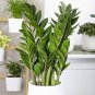 Houseplant Zamioculcas zamiifolia Fern Arum 100 PCS Seeds