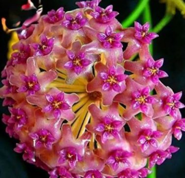 Hoya Carnosa 100 PCS Seeds