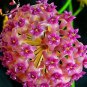 Hoya Carnosa 100 PCS Seeds