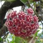 Hoya Carnosa 100 PCS Seeds