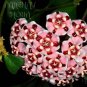 Hoya Carnosa 100 PCS Seeds