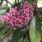 Hoya Carnosa Blood Red Color 100 PCS Seeds