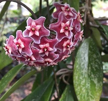 Hoya Carnosa Blood Red Color 100 PCS Seeds