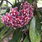 Hoya Carnosa Blood Red Color 100 PCS Seeds