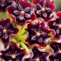 Hoya Carnosa Blood Red Color 100 PCS Seeds