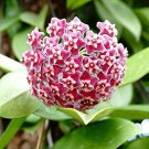 Hoya Carnosa Bonsai Hoya Fleshy Flower Bonsai Garden Plants 100 PCS Seeds