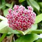 Hoya Carnosa Bonsai Hoya Fleshy Flower Bonsai Garden Plants 100 PCS Seeds