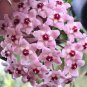 Hoya Carnosa Bonsai Hoya Fleshy Flower Bonsai Garden Plants 100 PCS Seeds