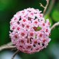 Hoya Carnosa Bonsai Hoya Fleshy Flower Bonsai Garden Plants 100 PCS Seeds