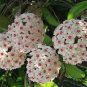 Hoya Carnosa Bonsai Hoya Fleshy Flower Bonsai Garden Plants 100 PCS Seeds