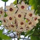 Hoya Carnosa Flower Seeds Milky White with Dark Red Centre 50 PCS Seeds