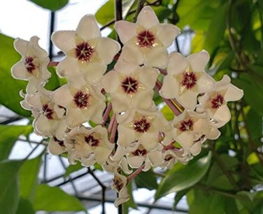 Hoya Carnosa Flower Seeds Milky White with Dark Red Centre 50 PCS Seeds