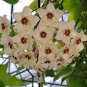 Hoya Carnosa Flower Seeds Milky White with Dark Red Centre 50 PCS Seeds