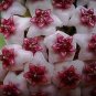 Hoya Carnosa Flower Seeds Milky White with Dark Red Centre 50 PCS Seeds